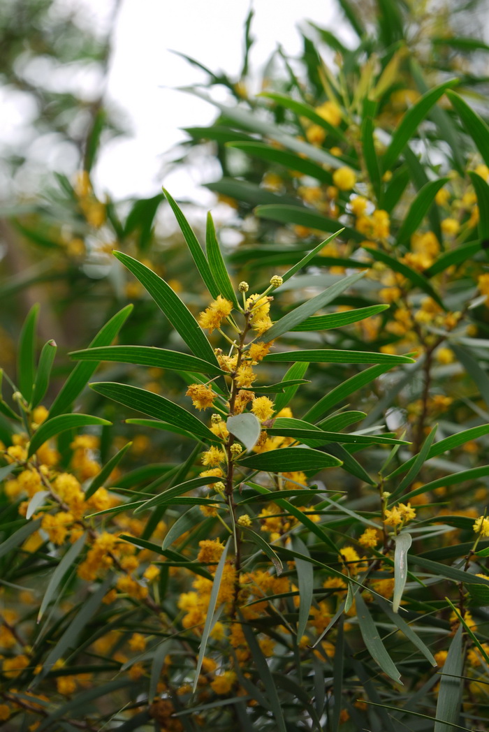 台湾相思Acacia confusa 台湾相思Acacia confusa