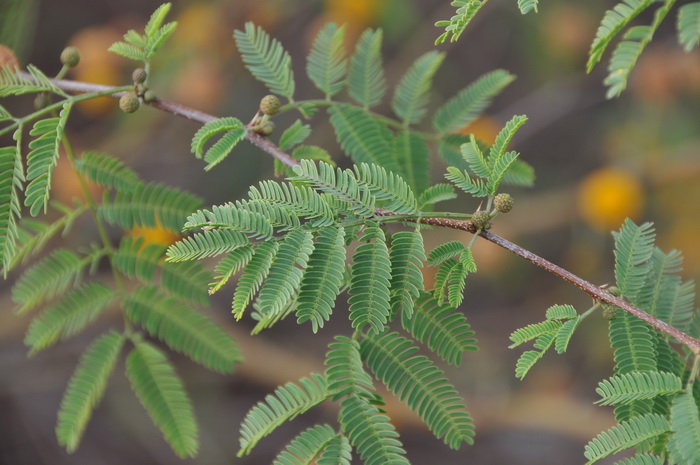 金合欢Acacia farnesiana