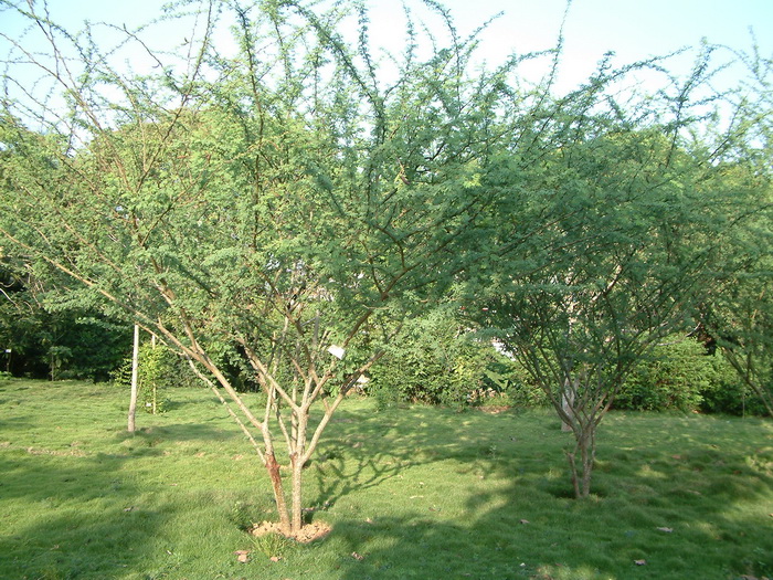 金合欢Acacia farnesiana 金合欢Acacia farnesiana