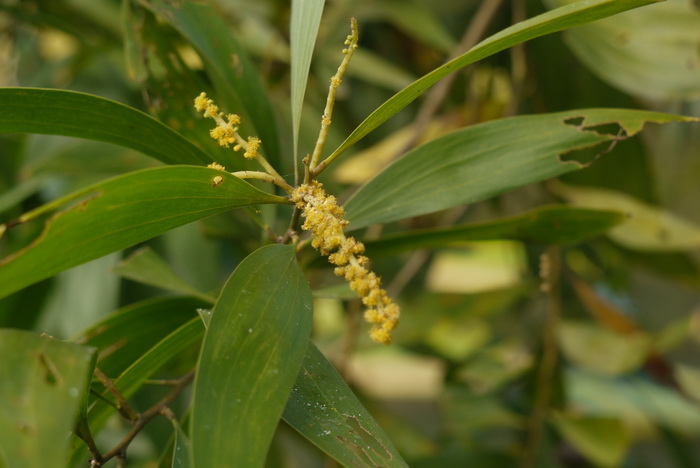 马占相思Acacia mangium 马占相思Acacia mangium