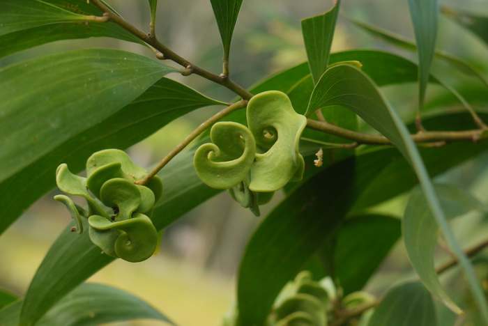 马占相思Acacia mangium 马占相思Acacia mangium