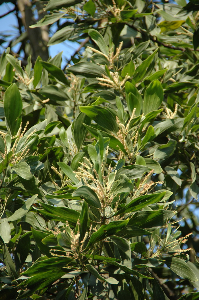 马占相思Acacia mangium 马占相思Acacia mangium