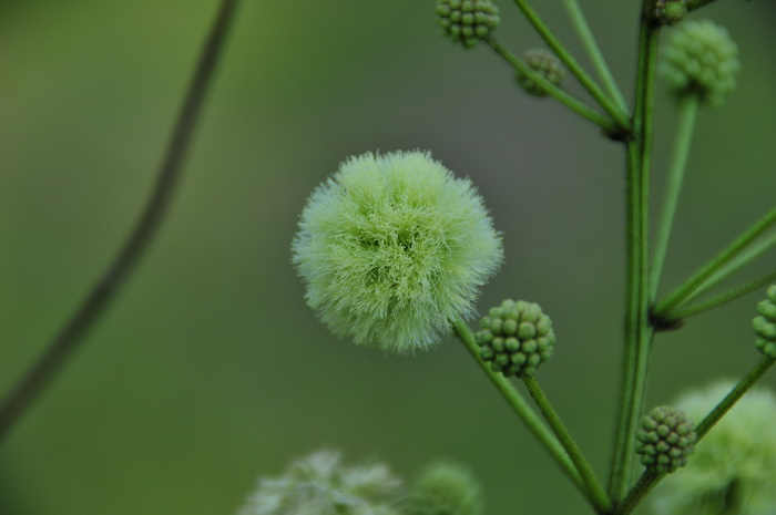 钝叶金合欢Acacia megaladena