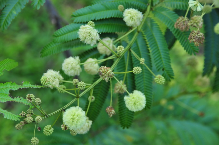 钝叶金合欢Acacia megaladena