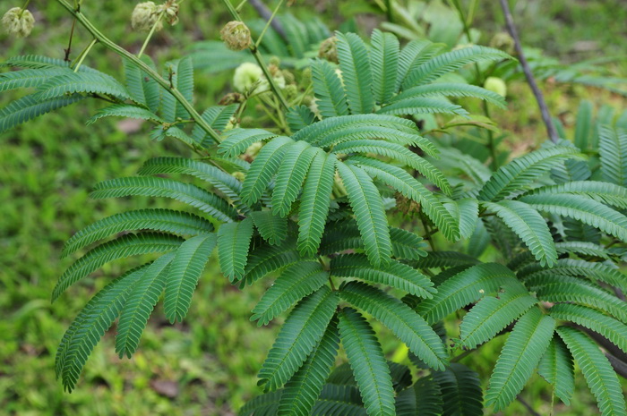 钝叶金合欢Acacia megaladena