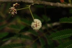 羽叶金合欢Acacia pennata subsp. hainanensis