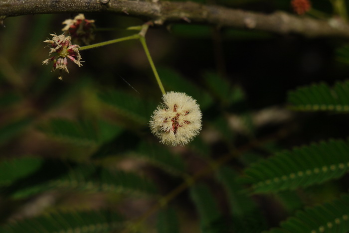 羽叶金合欢Acacia pennata subsp. hainanensis 羽叶金合欢Acacia pennata subsp. hainanensis