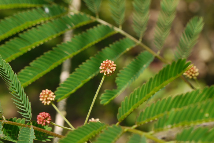 羽叶金合欢Acacia pennata subsp. hainanensis