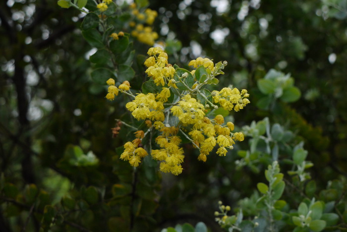 珍珠相思Acacia podalyriifolia