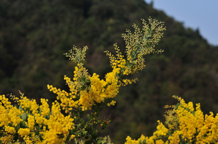 珍珠相思Acacia podalyriifolia 珍珠相思Acacia podalyriifolia