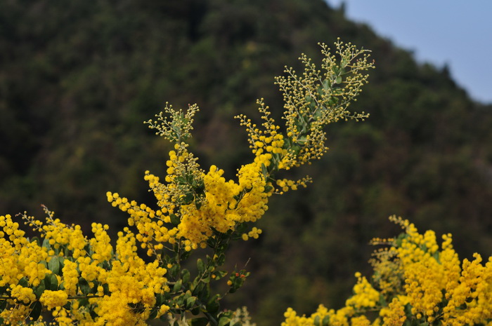 珍珠相思Acacia podalyriifolia