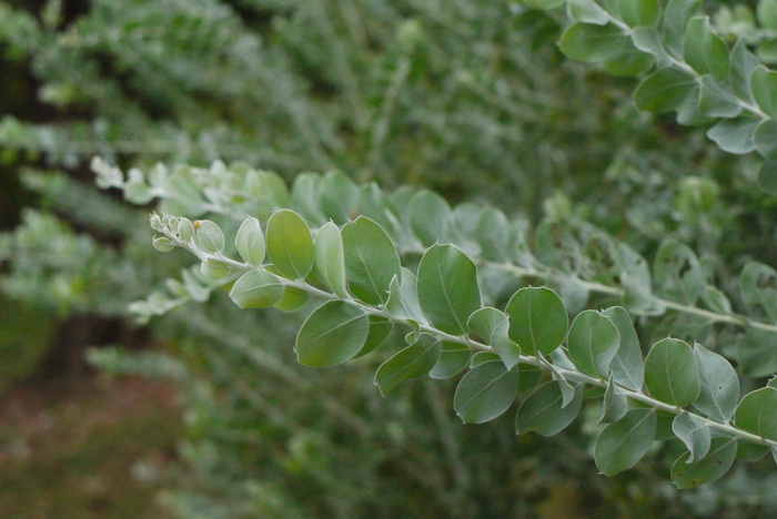 珍珠相思Acacia podalyriifolia