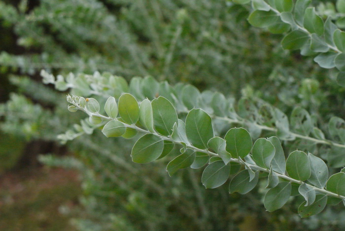 珍珠相思Acacia podalyriifolia 珍珠相思Acacia podalyriifolia