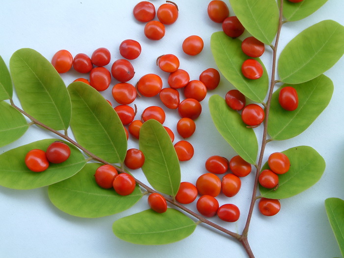 海红豆Adenanthera microsperma 海红豆Adenanthera microsperma