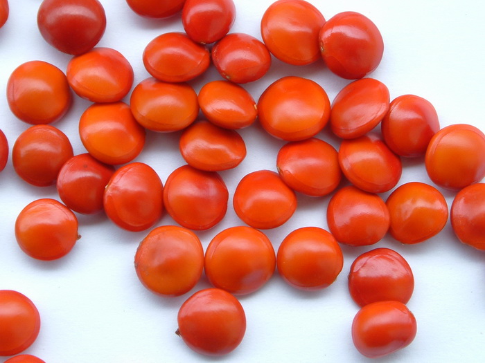 海红豆Adenanthera microsperma 海红豆Adenanthera microsperma