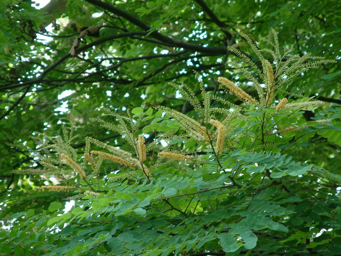 海红豆Adenanthera microsperma 海红豆Adenanthera microsperma