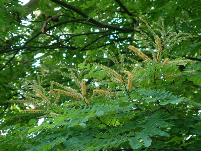 海红豆Adenanthera microsperma