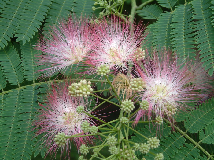 合欢Albizia julibrissin 合欢Albizia julibrissin