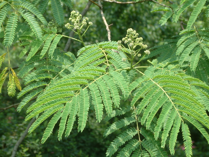 合欢Albizia julibrissin 合欢Albizia julibrissin