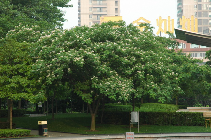 合欢Albizia julibrissin 合欢Albizia julibrissin