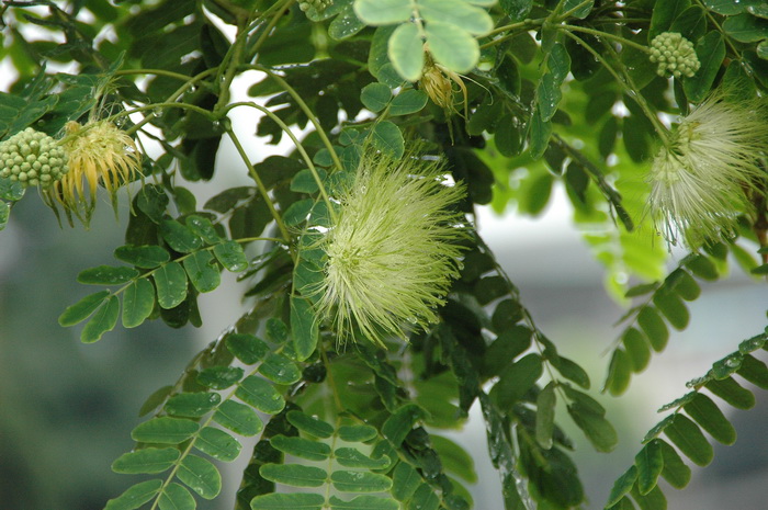 阔荚合欢Albizia lebbeck 阔荚合欢Albizia lebbeck