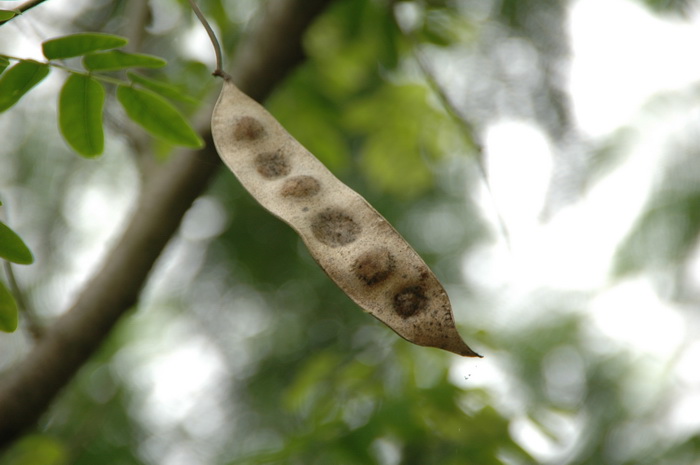 阔荚合欢Albizia lebbeck 阔荚合欢Albizia lebbeck