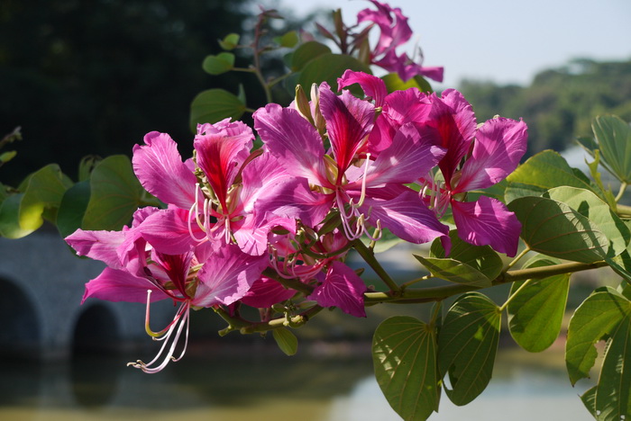 红花羊蹄甲Bauhinia × blakeana 红花羊蹄甲Bauhinia × blakeana