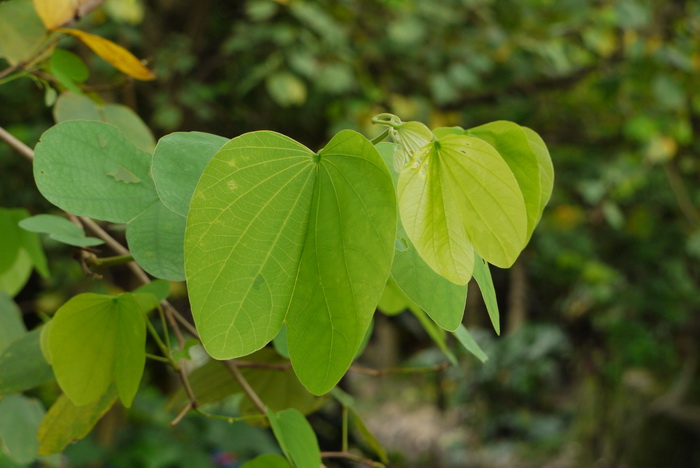 红花羊蹄甲Bauhinia × blakeana