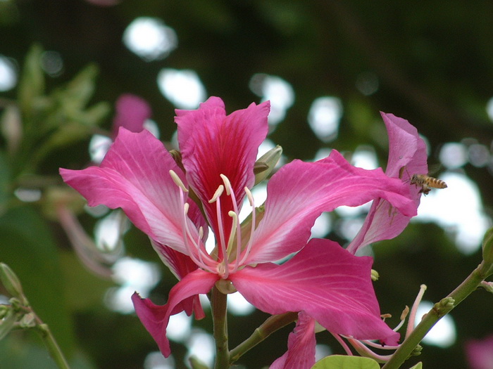 红花羊蹄甲Bauhinia × blakeana 红花羊蹄甲Bauhinia × blakeana