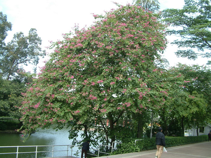 红花羊蹄甲Bauhinia × blakeana