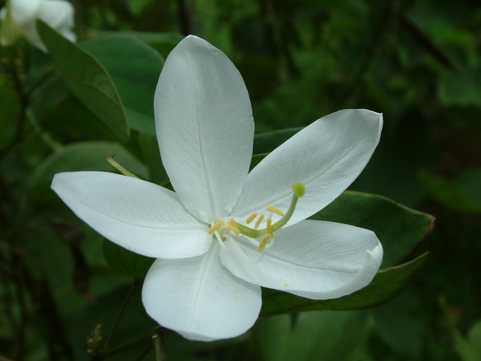 白花羊蹄甲Bauhinia acuminata 白花羊蹄甲Bauhinia acuminata