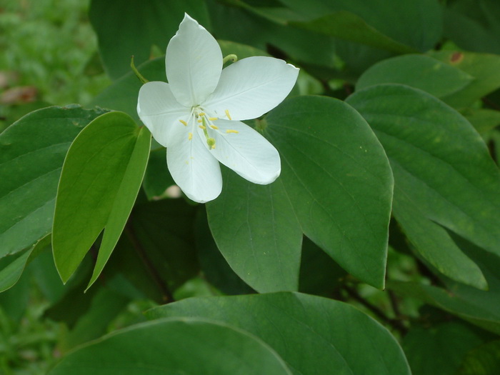 白花羊蹄甲Bauhinia acuminata