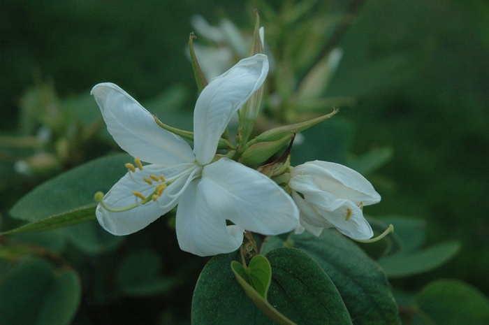 显脉羊蹄甲Bauhinia glauca subsp. pernervosa