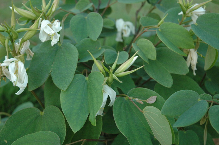 显脉羊蹄甲Bauhinia glauca subsp. pernervosa