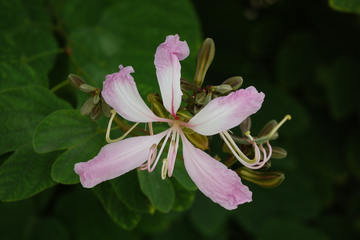 羊蹄甲Bauhinia purpurea 羊蹄甲Bauhinia purpurea