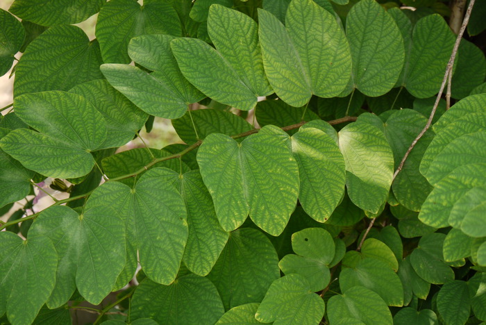 羊蹄甲Bauhinia purpurea 羊蹄甲Bauhinia purpurea