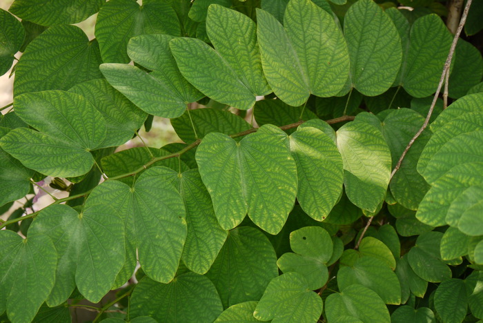 羊蹄甲Bauhinia purpurea