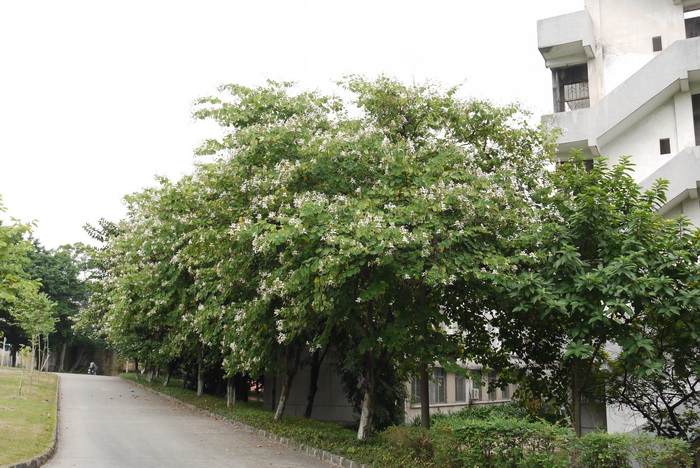 羊蹄甲Bauhinia purpurea 羊蹄甲Bauhinia purpurea