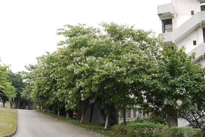 羊蹄甲Bauhinia purpurea