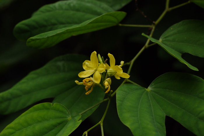 白枝羊蹄甲Bauhinia viridescens var. laui 白枝羊蹄甲Bauhinia viridescens var. laui