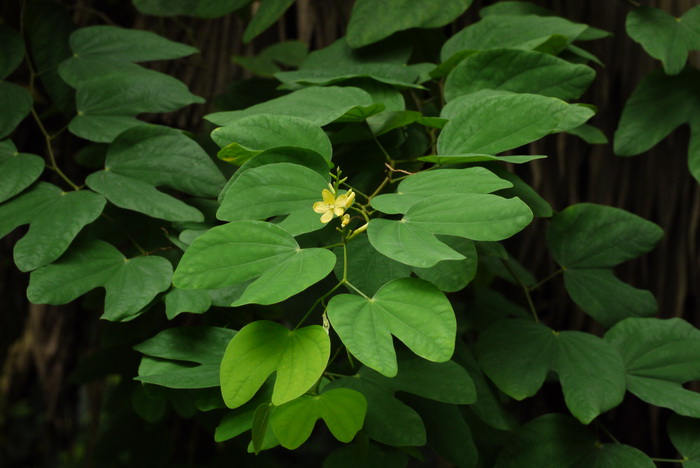 白枝羊蹄甲Bauhinia viridescens var. laui