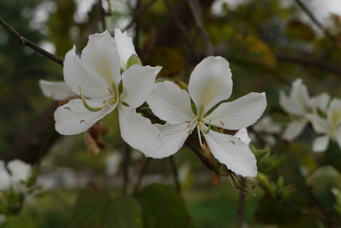 白花洋紫荆Bauhinia variegata var. candida 白花洋紫荆Bauhinia variegata var. candida