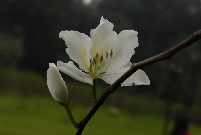 白花洋紫荆Bauhinia variegata var. candida 白花洋紫荆Bauhinia variegata var. candida