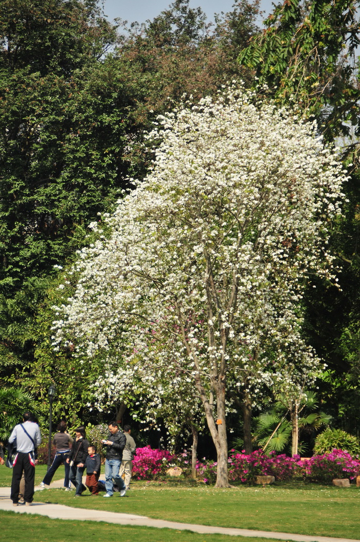 白花洋紫荆Bauhinia variegata var. candida