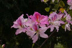 洋紫荆Bauhinia variegata