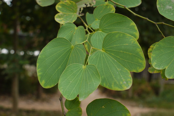 洋紫荆Bauhinia variegata