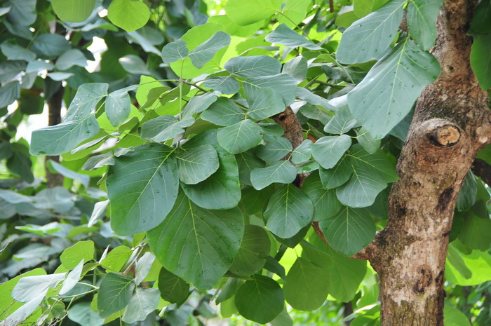紫矿Butea monosperma 紫矿Butea monosperma