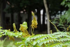 刺果苏木Caesalpinia bonduc