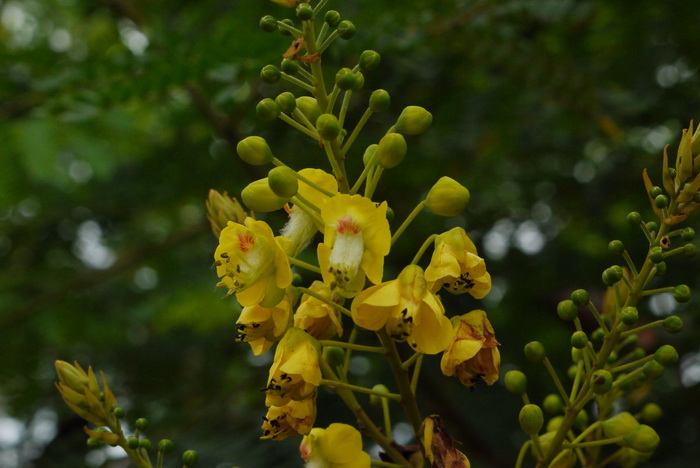 苏木Caesalpinia sappan 苏木Caesalpinia sappan