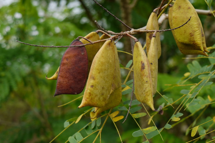 苏木Caesalpinia sappan